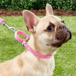 Frisco Solid Nylon Slip-On Martingale Dog Collar 7 Frisco Solid Nylon Slip-On Martingale Dog Collar -WoofyPlay Store 139181 PT2. AC SS1800 V1620068227