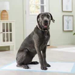 Frisco Premium Giant Dog Training & Potty Pads 15 Frisco Premium Giant Dog Training & Potty Pads -WoofyPlay Store 152699 PT6. AC SS1800 V1674671620