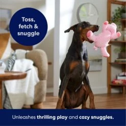 Frisco Corduroy Plush Squeaking Pig Dog Toy -WoofyPlay Store 152832 PT4. AC SS1800 V1695671001