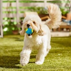 Frisco Fetch Squeaky Tennis Ball With Rubber Sleeve Dog Toy -WoofyPlay Store 152844 PT6. AC SS1800 V1691776576