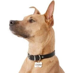 Frisco Personalized Dog ID Tag, Bone -WoofyPlay Store 152994 PT5. AC SS1800 V1559856739
