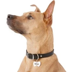 Frisco Stainless Steel Personalized Dog & Cat ID Tag, Bow Tie -WoofyPlay Store 152997 PT5. AC SS1800 V1540562104