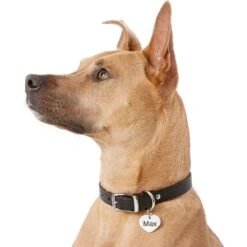 Frisco Personalized Dog & Cat ID Tag, Heart 12 Frisco Personalized Dog & Cat ID Tag, Heart -WoofyPlay Store 153006 PT5. AC SS1800 V1540562340