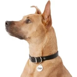 Frisco Personalized Dog & Cat Tag, Round -WoofyPlay Store 153015 PT5. AC SS1800 V1540562586