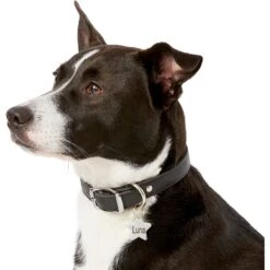 Frisco Stainless Steel Personalized Dog & Cat ID Tag, Star 12 Frisco Stainless Steel Personalized Dog & Cat ID Tag, Star -WoofyPlay Store 153017 PT5. AC SS1800 V1540562610