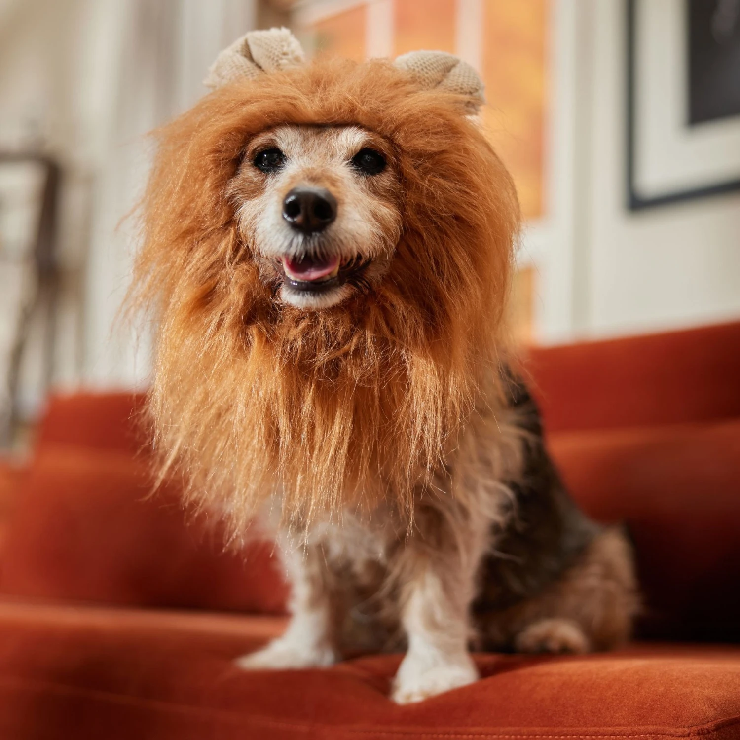 Frisco Lion Mane Dog & Cat Costume 5 Frisco Lion Mane Dog & Cat Costume - Image 5