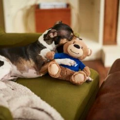 Frisco Chewy Bear Plush Squeaky Dog Toy -WoofyPlay Store 164312 PT3. AC SS1800 V1600973456