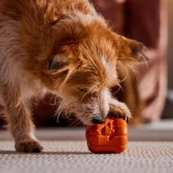 Frisco Halloween Pumpkin Rubber Treat Dispenser Dog Toy, Medium/Large -WoofyPlay Store 164763 PT5. AC SS1800 V1689876672