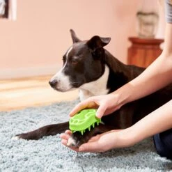 Frisco Bone Dog Curry Brush -WoofyPlay Store 206851 PT4. AC SS1800 V1680186155