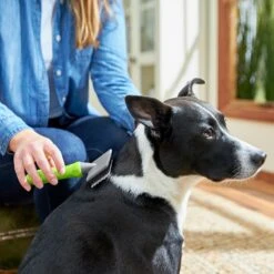 Frisco Soft Slicker Dog Brush, One Size 6 Frisco Soft Slicker Dog Brush, One Size -WoofyPlay Store 206869 PT4. AC SS1800 V1680186388