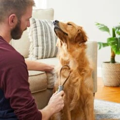 Frisco Shedding Blade Dog Brush, One Size -WoofyPlay Store 206895 PT7. AC SS1800 V1680186159