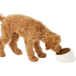 Frisco Slanted Stainless Steel Bowl -WoofyPlay Store 216028 PT6. AC SS1800 V1605666119