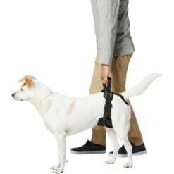 Frisco Rear Lift Handicapped Support Dog Harness 9 Frisco Rear Lift Handicapped Support Dog Harness -WoofyPlay Store 220374 PT5. AC SS1800 V1605743213