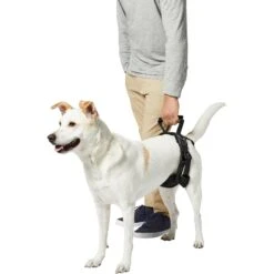 Frisco Rear Lift Handicapped Support Dog Harness 10 Frisco Rear Lift Handicapped Support Dog Harness -WoofyPlay Store 220374 PT6. AC SS1800 V1605755228