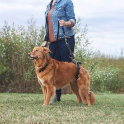 Frisco Rear Lift Handicapped Support Dog Harness 11 Frisco Rear Lift Handicapped Support Dog Harness -WoofyPlay Store 220374 PT7. AC SS1800 V1605754619