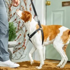 Frisco Nylon Step In Back Clip Dog Harness 9 Frisco Nylon Step In Back Clip Dog Harness -WoofyPlay Store 220519 PT4. AC SS1800 V1605582116