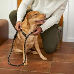 Frisco Reflective Rope Slip Lead Dog Leash -WoofyPlay Store 221212 PT4. AC SS1800 V1699388234