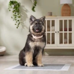 Frisco Extra Large Charcoal Dog Training & Potty Pads -WoofyPlay Store 227460 PT6. AC SS1800 V1674665620