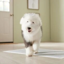 Frisco Giant Charcoal Dog Training & Potty Pads 15 Frisco Giant Charcoal Dog Training & Potty Pads -WoofyPlay Store 227462 PT6. AC SS1800 V1674665684