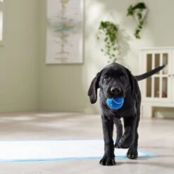 Frisco Premium Extra Large Printed Dog Training & Potty Pads 15 Frisco Premium Extra Large Printed Dog Training & Potty Pads -WoofyPlay Store 227468 PT6. AC SS1800 V1674666681