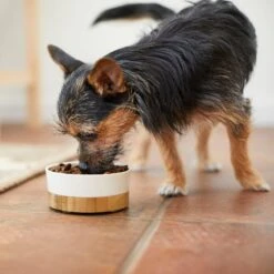 Frisco Melamine Dog & Cat Bowl With Bamboo Base -WoofyPlay Store 232065 PT7. AC SS1800 V1692989518