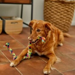 Frisco 4-Knot Tri-Color Rope Dog Toy 5 Frisco 4-Knot Tri-Color Rope Dog Toy -WoofyPlay Store 242139 PT2. AC SS1800 V1605208764