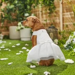 Frisco Formal Dog Wedding Dress -WoofyPlay Store 248743 PT7. AC SS1800 V1614118361