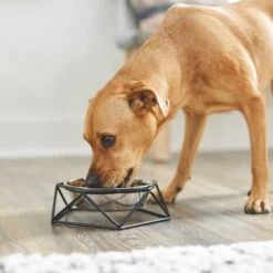 Frisco Elevated Stainless Steel Dog & Cat Bowl With Metal Stand 10 Frisco Elevated Stainless Steel Dog & Cat Bowl With Metal Stand -WoofyPlay Store 253055 PT2. AC SS1800 V1616594231
