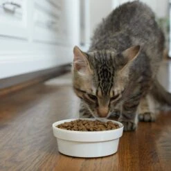 Frisco Gold Trim Melamine Dog & Cat Bowl -WoofyPlay Store 253062 PT2. AC SS1800 V1616595766