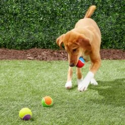 Frisco Fetch Squeaking Colorful Tennis Ball Dog Toy & True Acre Foods Salmon Recipe Mini-Training Rewards Grain-Free Soft & Chewy Dog Treats -WoofyPlay Store 255469 PT2. AC SS1800 V1602691284