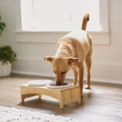 Frisco Ceramic Dog & Cat Double Diner With Elevated Wood Stand -WoofyPlay Store 256052 PT2. AC SS1800 V1615311142