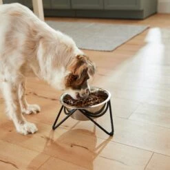 Frisco Triangle Iron Non-Skid Elevated Dog & Cat Bowl -WoofyPlay Store 257155 PT5. AC SS1800 V1692987369