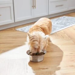 Frisco Flare Non-Skid Stainless Steel Dog & Cat Bowl -WoofyPlay Store 257162 PT2. AC SS1800 V1692989463