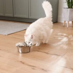 Frisco Flare Non-Skid Stainless Steel Dog & Cat Bowl -WoofyPlay Store 257162 PT7. AC SS1800 V1615989167