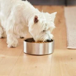 Frisco Insulated Non-Skid Flair Stainless Steel Dog & Cat Bowl -WoofyPlay Store 261753 PT5. AC SS1800 V1623937469