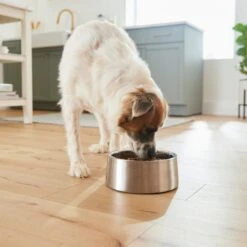 Frisco Insulated Non-Skid Stainless Steel Dog & Cat Bowl -WoofyPlay Store 261757 PT5. AC SS1800 V1623937435