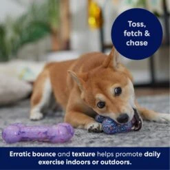 Frisco Birthday TPR Fetch Bone Squeaky Dog Toy -WoofyPlay Store 264422 PT4. AC SS1800 V1695760988