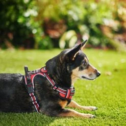 Frisco Padded Reflective Harness 8 Frisco Padded Reflective Harness -WoofyPlay Store 266770 PT2. AC SS1800 V1624542468