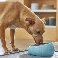 Frisco Slanted Ceramic Dog Bowl -WoofyPlay Store 270221 PT2. AC SS1800 V1620761979