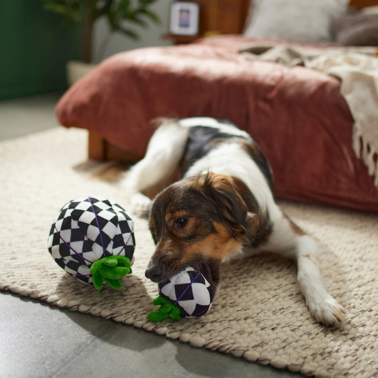 Frisco Halloween Fancy Pumpkin 2-in-1 Plush Squeaky Dog Toy 4 Frisco Halloween Fancy Pumpkin 2-in-1 Plush Squeaky Dog Toy - Image 4