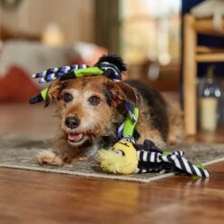 Frisco Halloween Spider Plush Squeaky Dog Toy -WoofyPlay Store 270379 PT3. AC SS1800 V1689878438