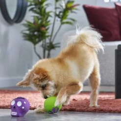 Frisco Halloween Sugar Skulls Latex Squeaky Dog Toy -WoofyPlay Store 270518 PT3. AC SS1800 V1689878507