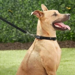 Frisco Solid Nylon Personalized Dog Leash 9 Frisco Solid Nylon Personalized Dog Leash -WoofyPlay Store 270716 PT6. AC SS1800 V1628029678