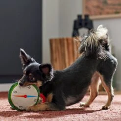 Frisco Camping Compass Plush With Rope Squeaky Dog Toy 5 Frisco Camping Compass Plush With Rope Squeaky Dog Toy -WoofyPlay Store 271020 PT3. AC SS1800 V1625008965