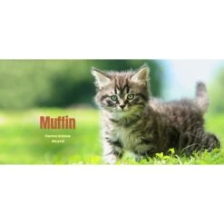 Frisco Basic Insulated Stainless Steel Personalized Mug, 10-oz -WoofyPlay Store 271225 PT2. AC SS1800 V1620401826