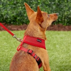 Frisco Small & Medium Breed Soft Mesh Personalized Back Clip Dog Harness 13 Frisco Small & Medium Breed Soft Mesh Personalized Back Clip Dog Harness -WoofyPlay Store 271252 PT6. AC SS1800 V1618938436