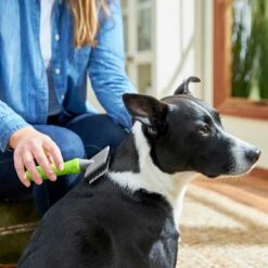 Frisco Soft Slicker Dog Brush, One Size & Frisco Deshedding Dog & Cat Brush -WoofyPlay Store 276229 PT3. AC SS1800 V1616194590