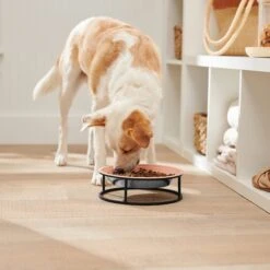 Frisco Elevated Non-skid Stainless Steel Dog & Cat Bowl 8 Frisco Elevated Non-skid Stainless Steel Dog & Cat Bowl -WoofyPlay Store 277523 PT2. AC SS1800 V1630346993