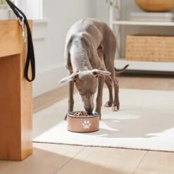 Frisco Paw Print Non-Skid Stainless Steel Dog & Cat Bowl -WoofyPlay Store 277546 PT2. AC SS1800 V1630346697