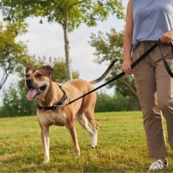 Frisco Basic No Pull Harness -WoofyPlay Store 277873 PT4. AC SS1800 V1629816999